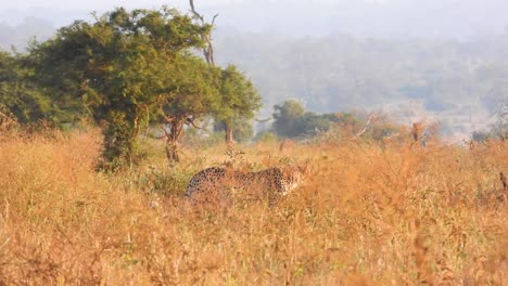Cheetah-walking-in-the-wild-terrain,-hazy-background-covered-with-smoke-due-to-climate-change,-wide-angle-shot