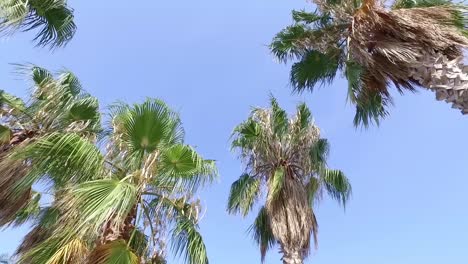palm-washingtononia-in-the-beach