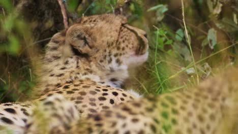 Slow-Motion-Shot-of-Playful-Cheetah-trying-to-sleep,-cute-African-Wildlife-in-Maasai-Mara-National-Reserve,-Kenya,-Africa-Safari-Animals-in-Masai-Mara-North-Conservancy