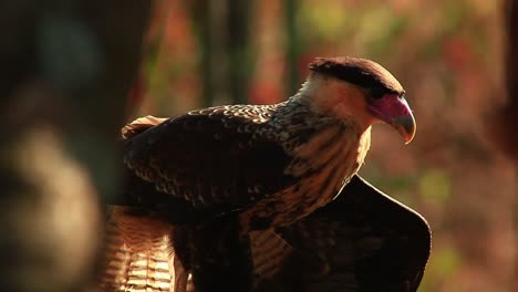 Crested-caracara-falcon-losing-grip-on-branch-cerrado-region
