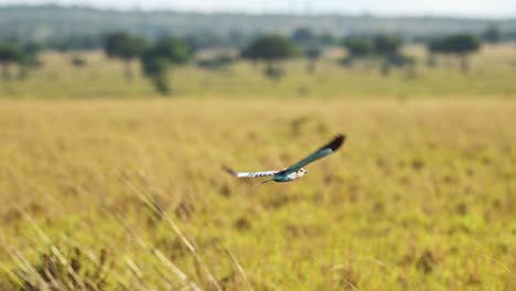 Slow-Motion-of-Lilac-Breasted-Roller-Bird-Flying-in-Flight-in-Africa,-African-Birds-on-Wildlife-Safari-in-Masai-Mara,-Kenya,-in-the-Air-with-Savanna-Landscape,-Maasai-Mara-Birdlife-in-Savannah