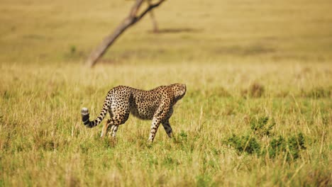 Slow-Motion-of-Cheetah-Walking-in-Long-Savanna-Grass,-Africa-Safari-Wildlife-Animal-in-Savannah-Grasses-in-Maasai-Mara,-Kenya-in-African-in-Maasai-Mara,-Big-Cat-Predator-Prowling-the-Grassland-Plains