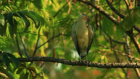 Striking-multihued-whistling-heron-settled-on-a-branch