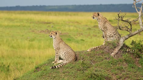 African-Wildlife-of-Cheetah-Family-in-Africa,-Cheetah-on-Termite-Mound-in-Masai-Mara,-Kenya-Safari-Animals-in-Maasai-Mara-Savanna-Landscape-Scenery,-Sitting-and-Looking-Around