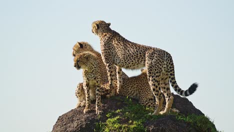Slow-Motion-of-Cheetah-Family-in-Africa,-African-Wildlife-Animals-in-Masai-Mara,-Kenya,-Mother-and-Young-Baby-Cheetah-Cubs-on-Top-of-a-Termite-Mound-Lookout-on-Safari-in-Maasai-Mara