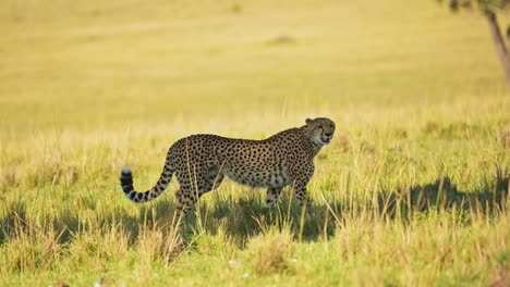 Slow-Motion-of-Cheetah-Walking,-African-Safari-Wildlife-Animal-in-Maasai-Mara,-Kenya-in-Africa-in-Maasai-Mara,-Big-Cat-Predator-Prowling-the-Grassland-Plains-in-the-Shade-on-a-Hot-Sunny-Day