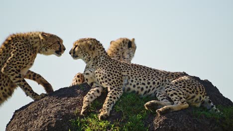 Slow-Motion-of-Cheetah-Family-in-Africa,-African-Wildlife-Animals-in-Masai-Mara,-Kenya,-Mother-and-Young-Baby-Cheetah-Cubs-on-Termite-Mound-on-Safari-in-Maasai-Mara,-Amazing-Beautiful-Animal