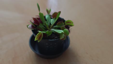A-carnivorous-flower-on-the-table-protecting-the-home-from-insects-and-serving-as-an-ornament-and-decoration