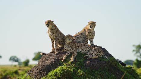 Masai-Mara-Cheetah-Family-in-Africa,-African-Wildlife-Animals-in-Kenya,-Mother-and-Cheetah-Cubs-on-Top-of-a-Termite-Mound-Lookout-on-Safari-in-Maasai-Mara,-Amazing-Beautiful-Animal