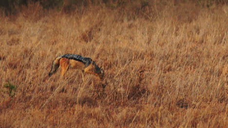 Wild-jackal-eats-dead-animal-and-looks-around-for-predators-on-Africa-safari