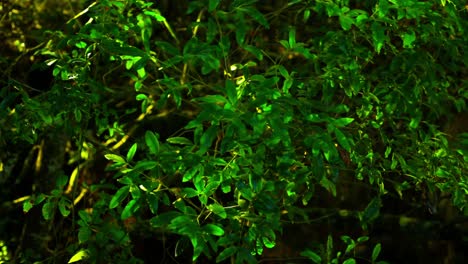 Tropischer-Regenwald-Vegetationshintergrund-Mit-Glitzerndem-Sonnenlicht