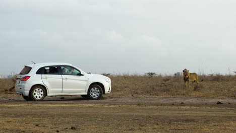 Wild-lion-stands-next-to-a-tourist-car-in-Kenya-Savanna-on-Africa-safari