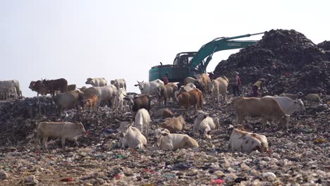 Scavengers,-cows-and-excavators-can-be-seen-looking-for-something-at-the-Piyungan-landfill,-Yogyakarta