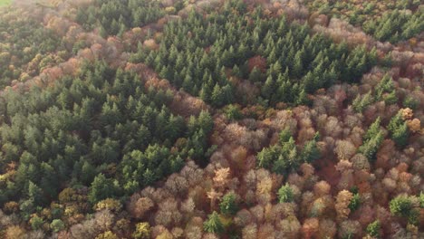 Wide-view-of-Autumn-Colourful-Forest-From-Above-during-day-time,-aerial