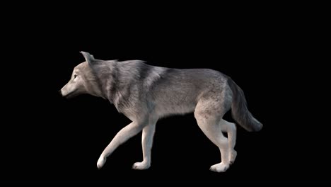 A-grey-wolf-walking-loop-on-black-background-with-alpha-channel-included-at-the-end-of-the-video,-3D-animation,-animated-animals,-seamless-loop-animation