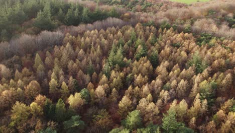 Drone-view-of-autumn-forrest-at-Oudemirdum-Friesland-during-day-time,-aerial