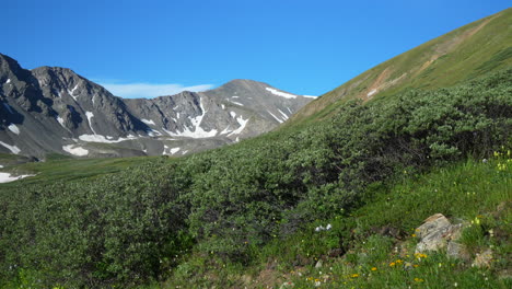 Cinematic-slow-motion-pan-to-the-left-Grays-and-Torreys-14er-Rocky-Mountains-peaks-Colorado-mid-day-sunny-summer-yellow-wildflowers-peaceful-stream-blue-sky-stunning-snow-at-top-beautiful-morning-wide