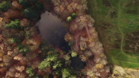 Pond-Fonteinbos-Oudemirdum-from-birds-eye-view-during-autumn,-aerial