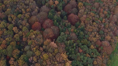 Autumn-at-Oudemirdum-forrest-Friesland-with-colorfull-trees,-aerial