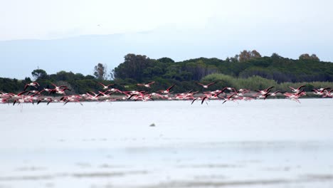 Many-flamingos-flying-close-above-water