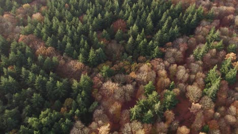 Wide-view-of-trees-in-autumn-colors-at-Oudemirdum-forrest,-aerial