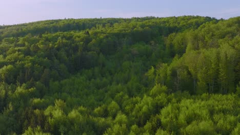 Bosque-Verde-Vibrante-Con-Densos-árboles-De-Coníferas