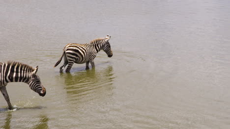 Group-of-zebras-bathing-and-drinking-at-water-hole-in-Kenya-national-park