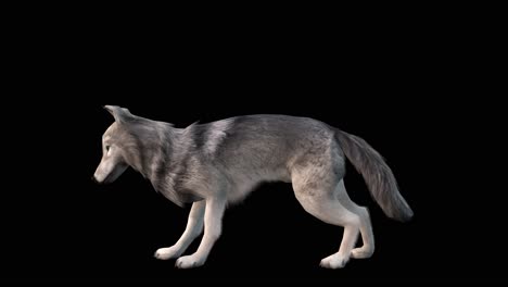 A-grey-wolf-eating-loop-on-black-background-with-alpha-channel-included-at-the-end-of-the-video,-3D-animation,-animated-animals,-seamless-loop-animation