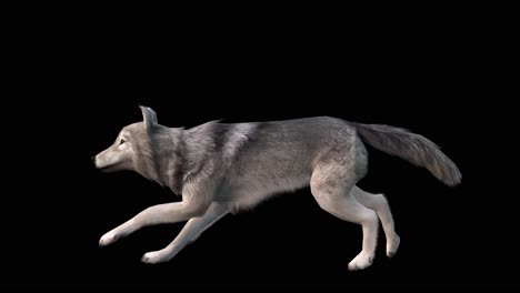 A-grey-wolf-running-loop-on-black-background-with-alpha-channel-included-at-the-end-of-the-video,-3D-animation,-animated-animals,-seamless-loop-animation