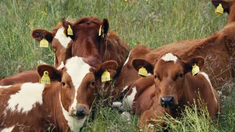 Herd-Of-Ruminating-Dairy-Cows-With-Ear-Tags-Lying-On-The-Grass-At-The-Farm