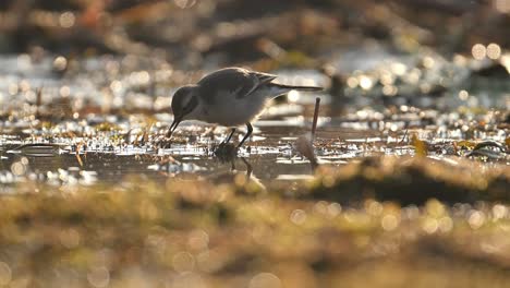 Wagtail-Bird-Feeding-in-Wetland-Area-in-Morning