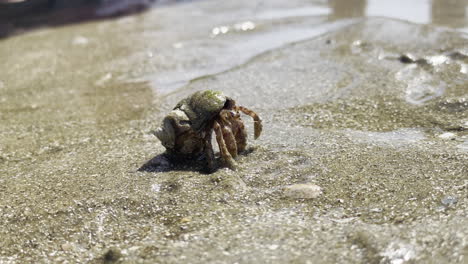 Small-hermit-crab-slowly-crawling-and-cleaning-itself,-with-people-watching-on-a-wet-sandy-beach
