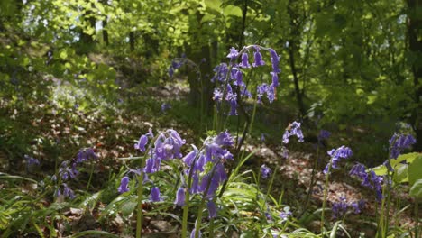 Camera-approaching-Bluebell-Flowers-in-forest,-low-angle,-close-up