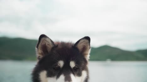 Beautiful-Alaskan-Malamute-Dog-Against-Rural-Landscape.-closeup