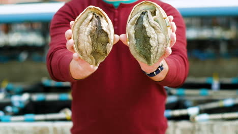 Man-holds-out-in-front-two-South-African-Haliotis-midae-abalone