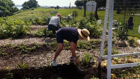 Woman-weeding-plants-in-community-garden-in-Maine