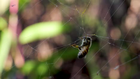 Honeybee-stuck-in-spider-web