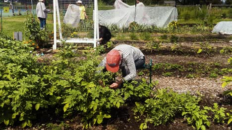 Woman-cultivating-tomatoe-plants-in-Community-garden