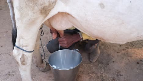 A-farmer-milking-a-cow-in-his-field-with-both-hands-and-extracting-fresh-A2-milk-is-filling-this-milked-A2-milk-into-a-bucket