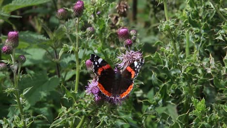 Red-Admiral-Butterfly.-Wales.-UK