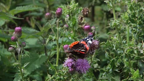 Red-Admiral-Butterfly,Vanessa-atalanta,-on-Thistle.-Wales.-UK