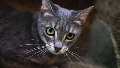 Close-Up-Of-A-Grey-Tabby-Cat-With-Green-Eyes