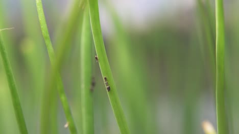 Aphids-Crawling-On-Green-Stem-In-The-Garden
