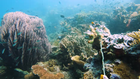 Filmische-Unterwasseraufnahme-Von-Hellen,-Schönen,-Farbenfrohen-Und-Einzigartigen-Korallenstrukturen-In-Klarem-Wasser-Mit-Vorbeischwimmenden-Fischen-In-4K,-120-Fps,-Slomo