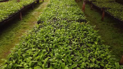 High-View-of-Nursery-Garden-Producing-Yerba-Mate-Seedlings