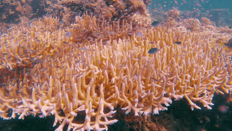 Cinematic-slow-motion-shot-of-a-fish-swarm-over-yellow-corals-in-clear-waters-on-a-bright-and-sunny-day-in-4K,-120FPS,-Slomo