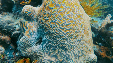Filmische-Zeitlupen-Unterwasseraufnahme-Einer-Einzigartigen-Koralle-Mit-Einem-Wunderschönen-Muster-In-Klarem-Und-Hellem-Wasser-In-4k,-120-Fps,-Slomo