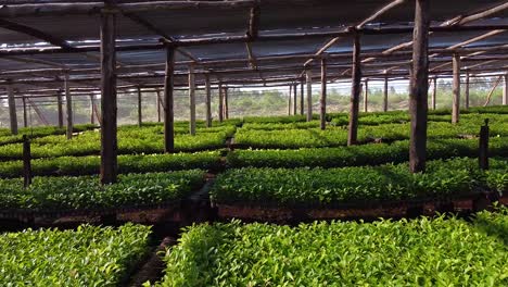 Stunning-view-of-Huge-Nursery-Garden-Producing-Yerba-Mate-Seedlings