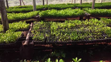 Tour-in-Yerba-Mate-Nursery-Garden-Growing-Seedlings