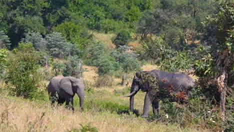 Pair-of-African-bush-elephants-in-the-wild-together,-the-female-has-a-single-tusk